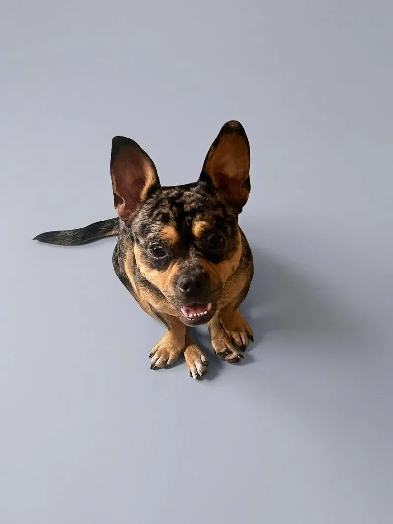 Frenchie thumbnail 2
