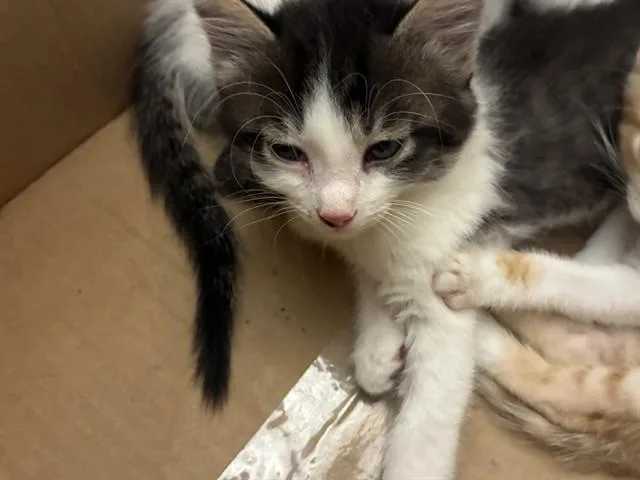 A baby small-sized male Domestic Medium Hair cat named Unknown for adoption in Rancho Cucamonga, CA
