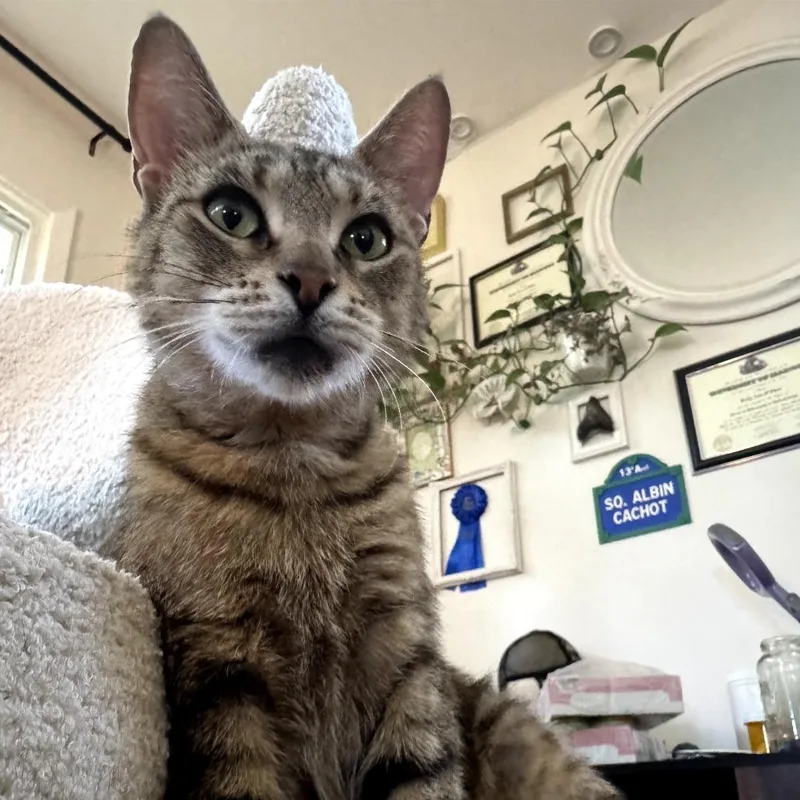 An adult large-sized female Gray / Blue / Silver Domestic Short Hair cat named Sundae for adoption in Skokie, IL