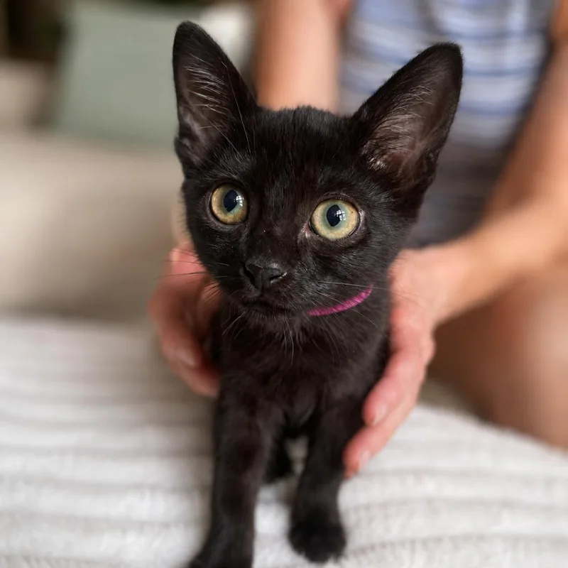 A baby medium-sized female Black Domestic Short Hair cat named Bonnie for adoption in Martinsville, IN