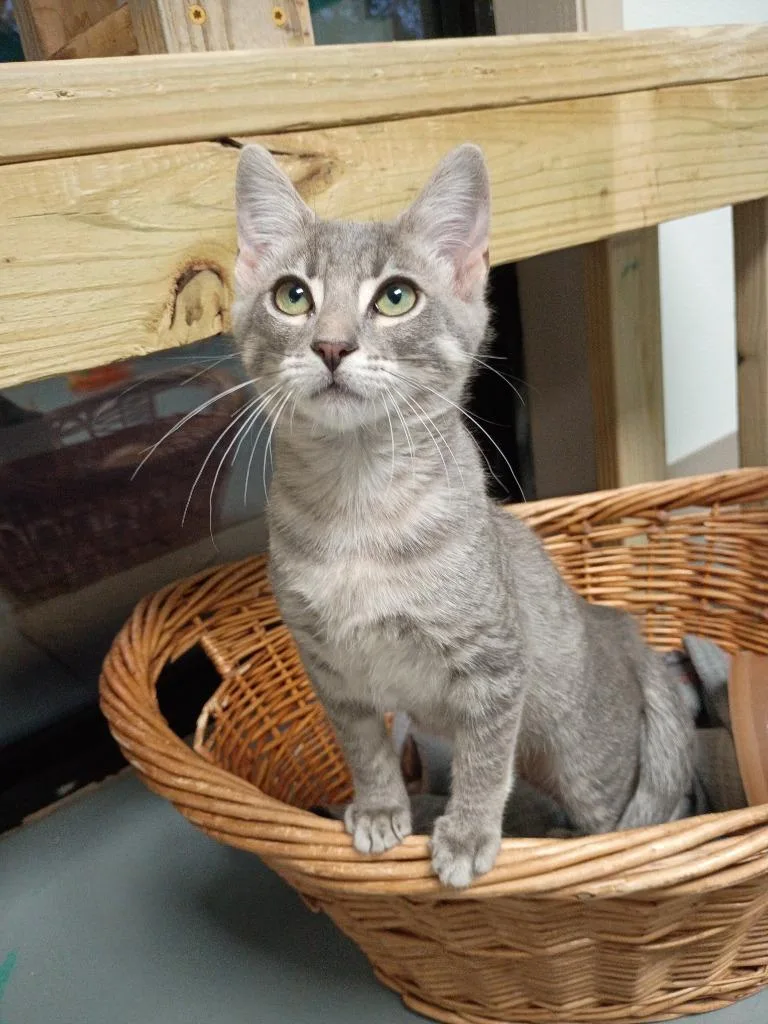 A baby medium-sized female Domestic Short Hair cat named Priscilla for adoption in Batesville, AR