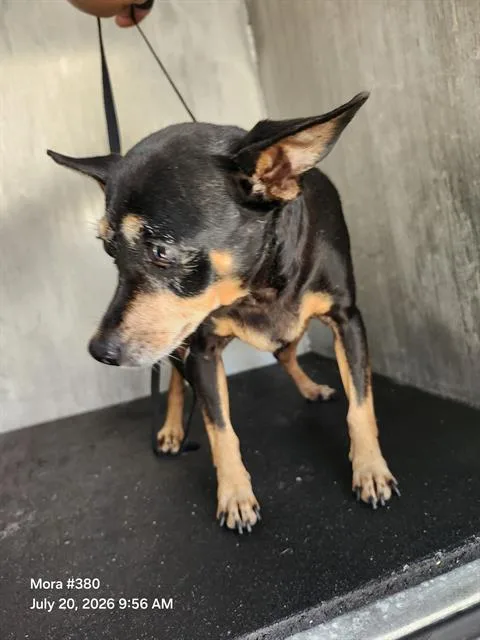 A senior small-sized female Miniature Pinscher dog named Rosita for adoption in San Antonio, TX