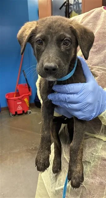 A baby small-sized male German Shepherd Dog dog named Clyde for adoption in Phoenix, AZ