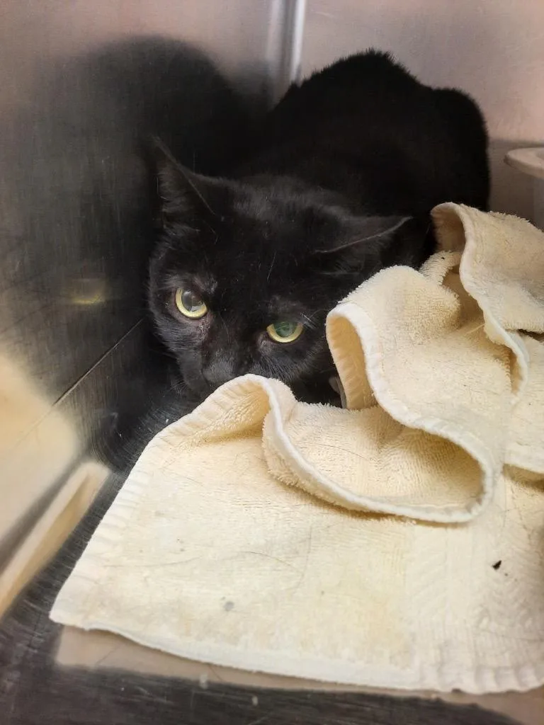 A young large-sized female Domestic Short Hair cat named Kiva for adoption in Lima, OH