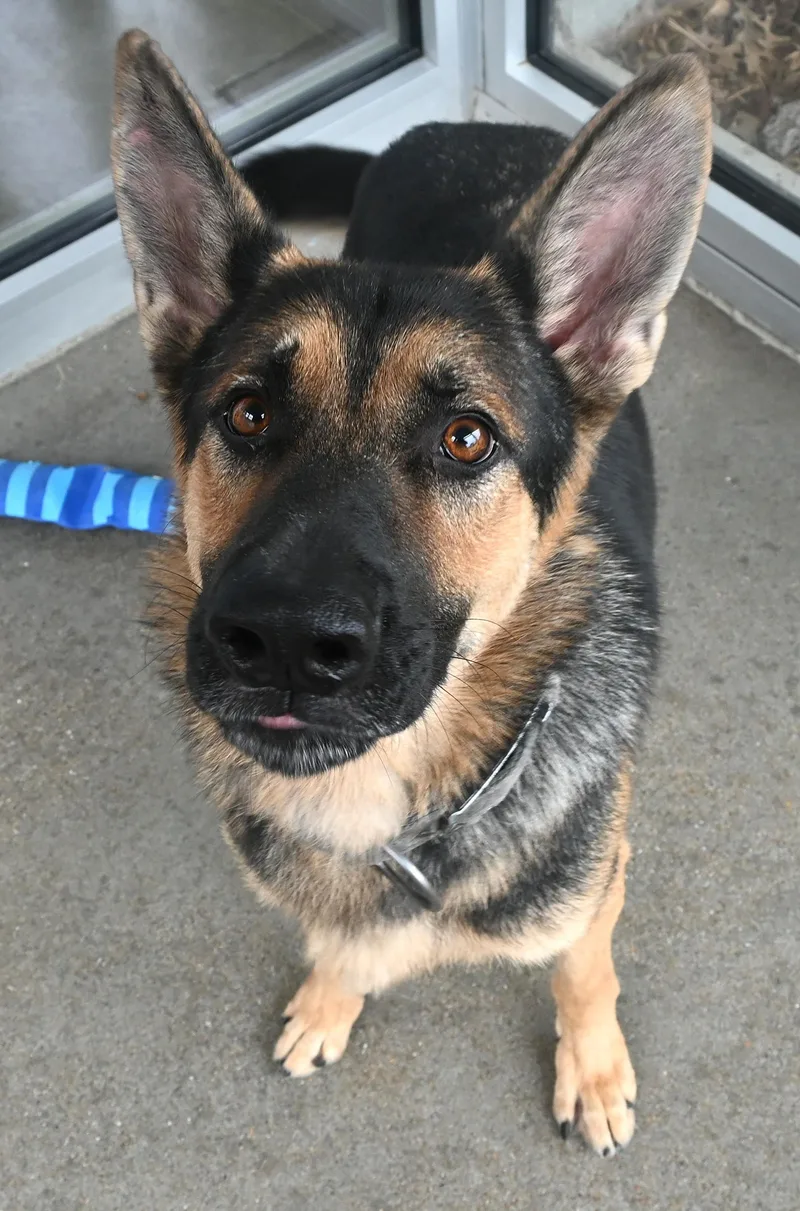 An adult large-sized male Black German Shepherd Dog dog named "Spike" for adoption in Broken Arrow, OK
