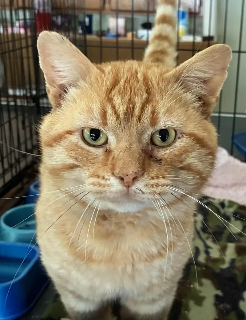 An adult large-sized male Orange / Red Domestic Short Hair cat named Chonk for adoption in Eureka, CA