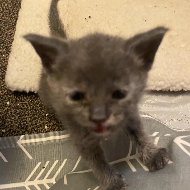 A baby small-sized female Gray / Blue / Silver Domestic Short Hair cat named Ketchup for adoption in Hamilton, GA