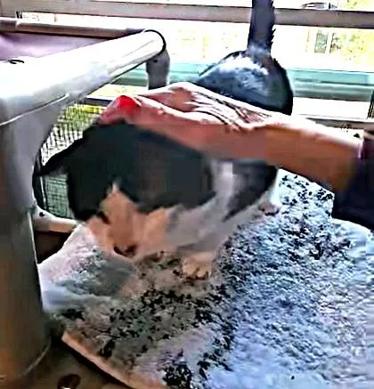 An adult medium-sized male Black & White / Tuxedo Domestic Short Hair cat named Marty for adoption in Hampstead, NC