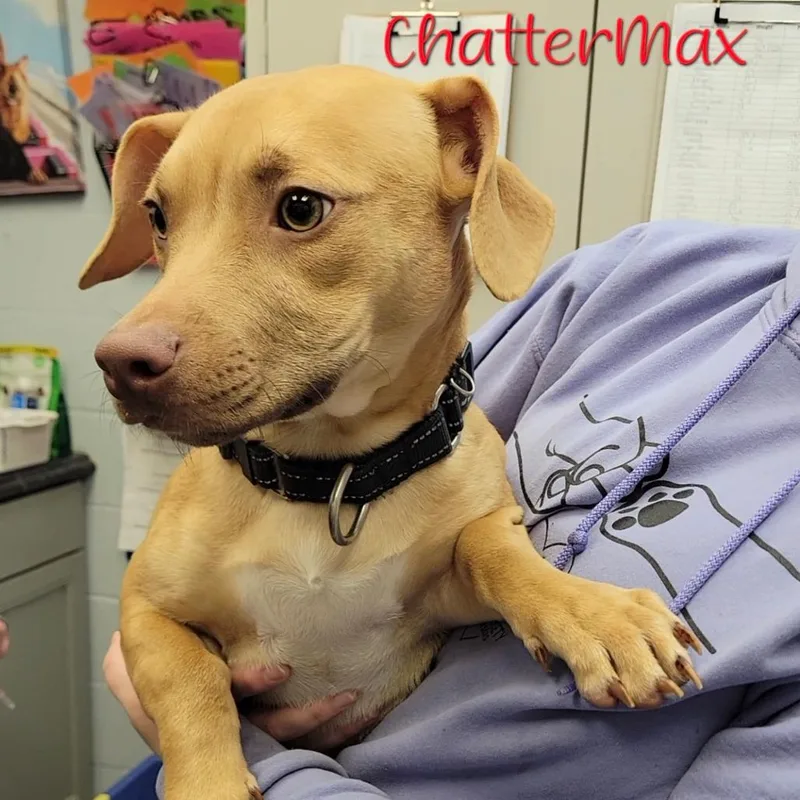 ChatterMax