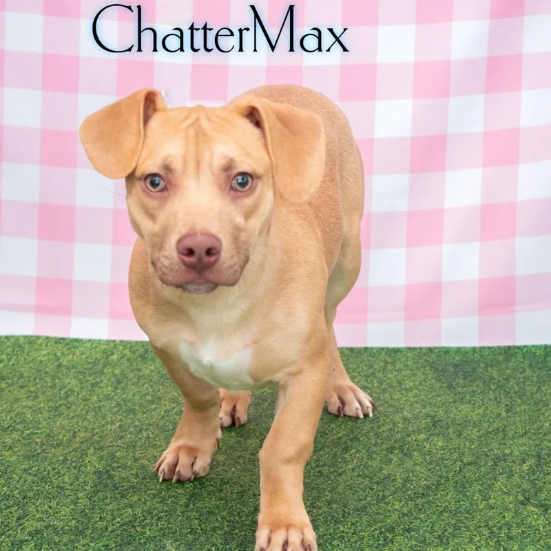 ChatterMax thumbnail 2