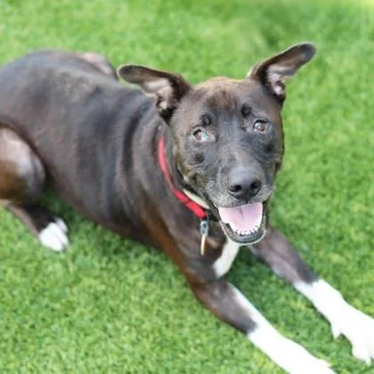 An adult large-sized male Black Mixed Breed dog named Danny for adoption in Atlanta, GA
