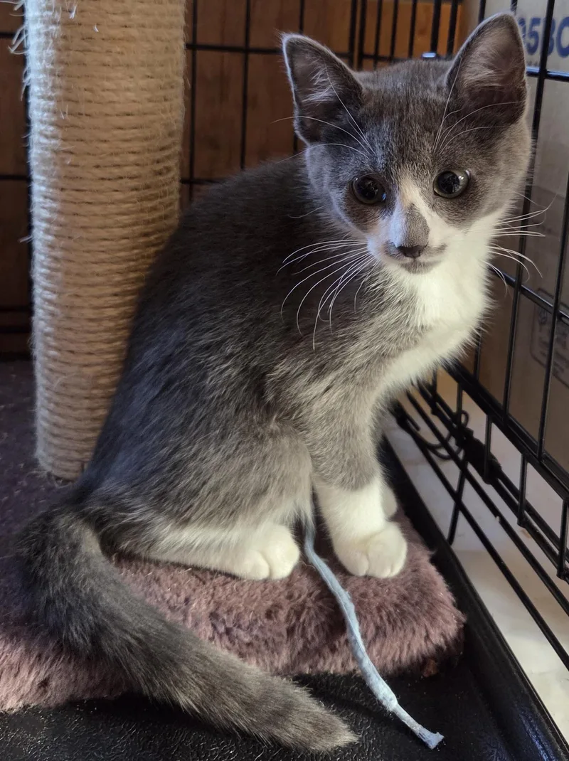 A baby medium-sized female Gray & White Tuxedo cat named Callee for adoption in Hood RIver, OR
