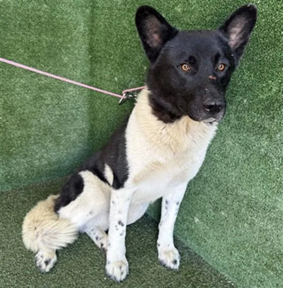 A young medium-sized male Akita dog named A for adoption in Lancaster, CA