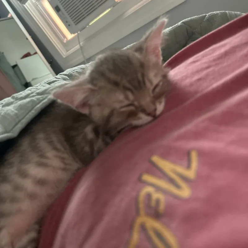 Jett