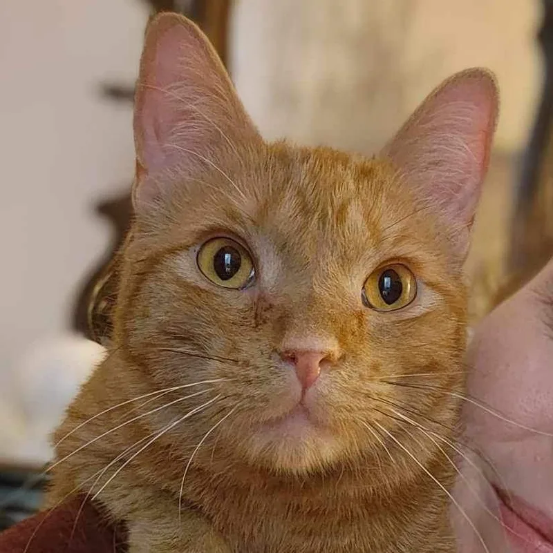 Goldfish thumbnail 2