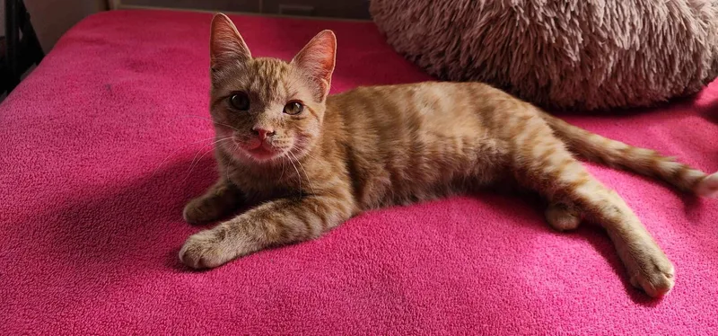 Goldfish thumbnail 3