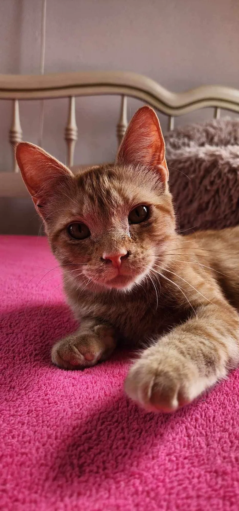 Goldfish thumbnail 4