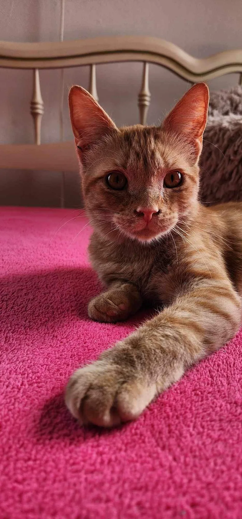 Goldfish thumbnail 5