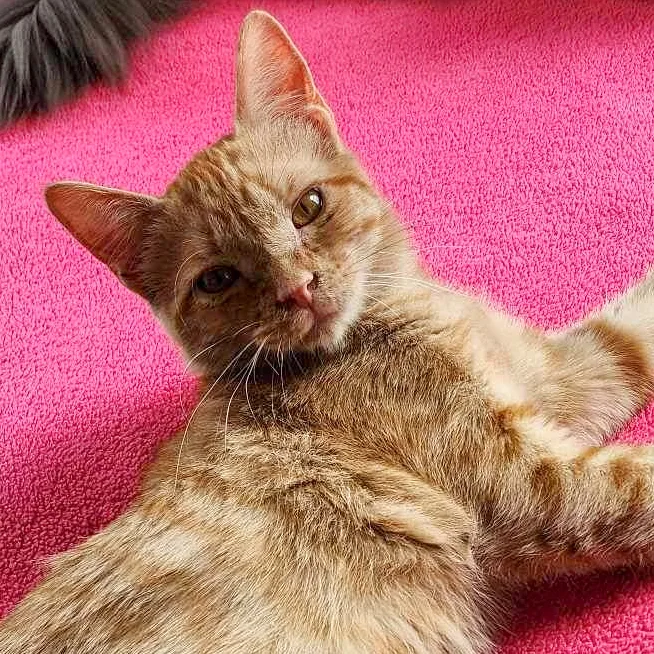 Goldfish thumbnail 6