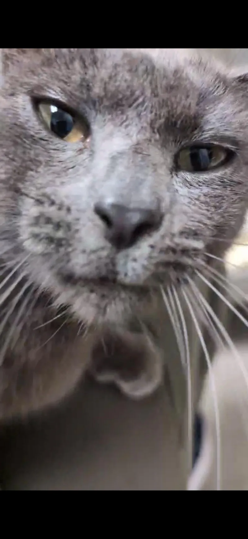 A young medium-sized male Gray / Blue / Silver Russian Blue cat named Ash for adoption in Pasadena, CA