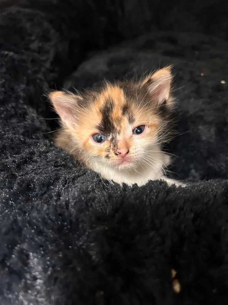 A baby medium-sized female Domestic Short Hair cat named Willamina AC for adoption in Greeneville, TN