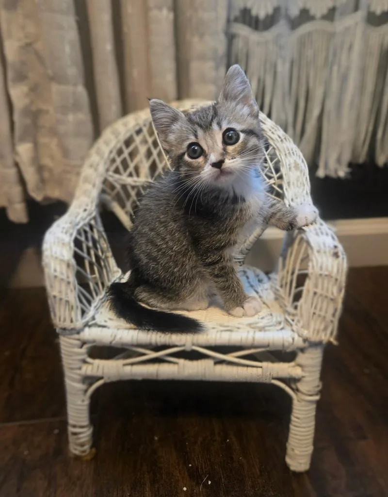 A baby small-sized male Tabby (Gray / Blue / Silver) Domestic Short Hair cat named Frankie for adoption in Penryn, CA