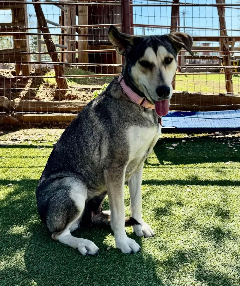 An adult medium-sized female Husky dog named Beauty for adoption in Southlake, TX