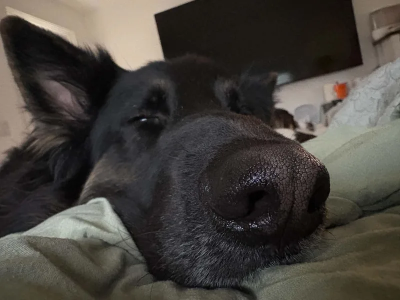 An adult large-sized male Black German Shepherd Dog named Bear for adoption in Camano Island, WA