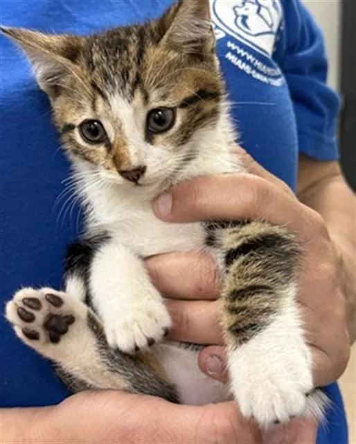 A baby small-sized male Domestic Short Hair cat named Tony for adoption in Miami, FL