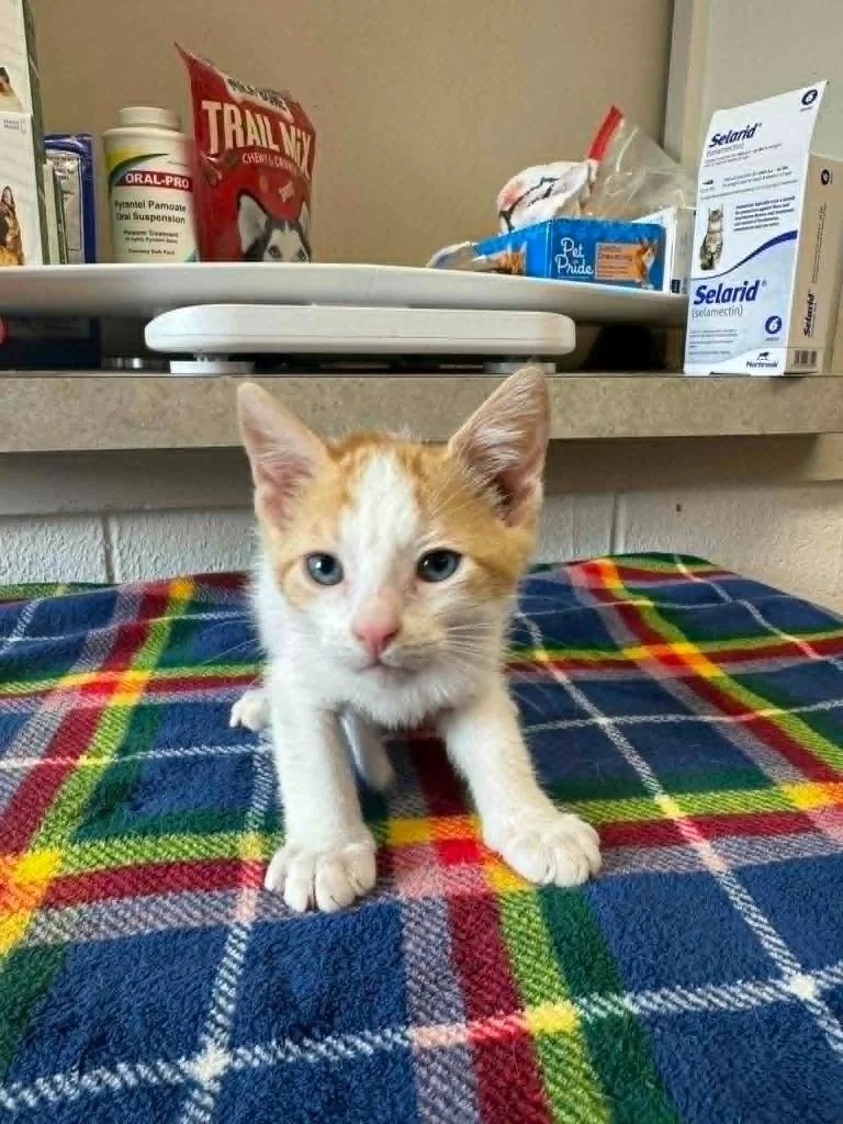 A baby medium-sized male Domestic Short Hair cat named Michael for adoption in Marion, OH
