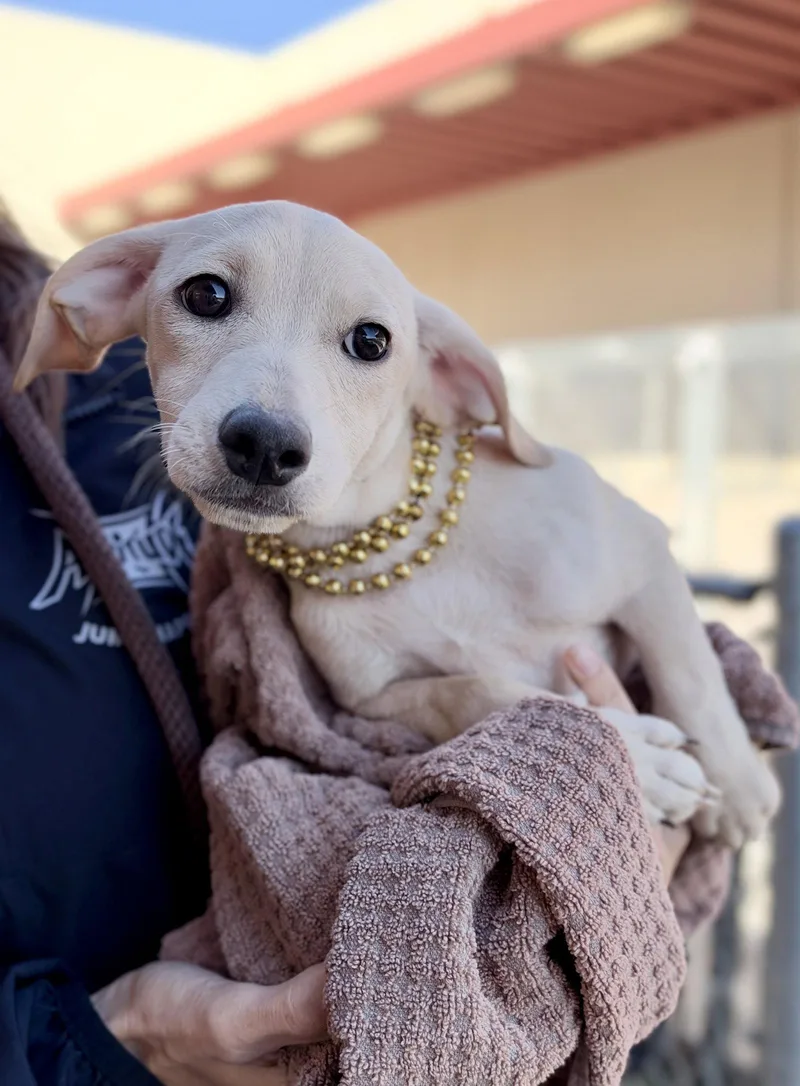 A baby medium-sized female Hound dog named Sarah Sanderson for adoption in McKinney, TX