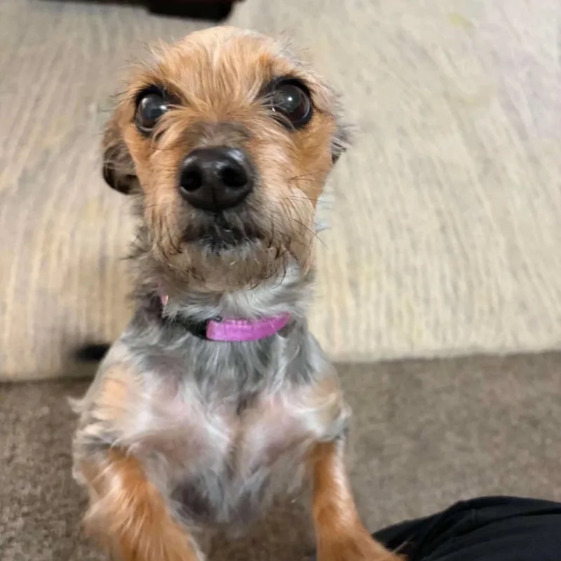 Hazel