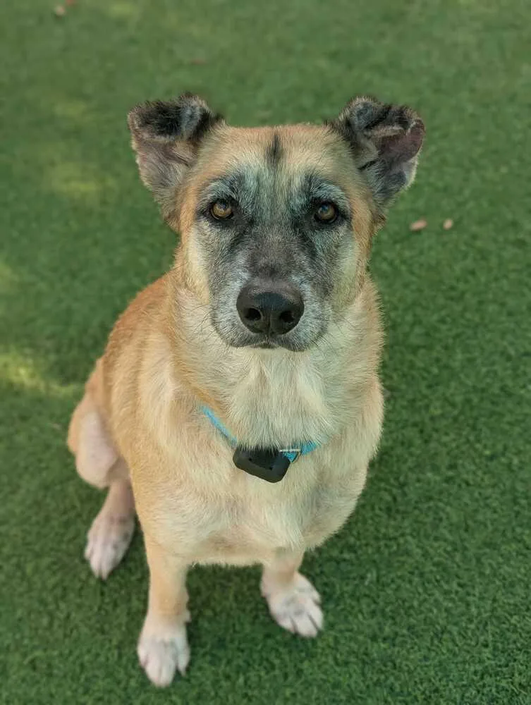 A senior large-sized female Shepherd dog named Francis for adoption in Lakeland, FL