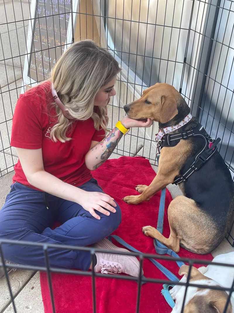 A young medium-sized female Tricolor (Brown, Black, & White) Labrador Retriever dog named Patty for adoption in Addison, IL