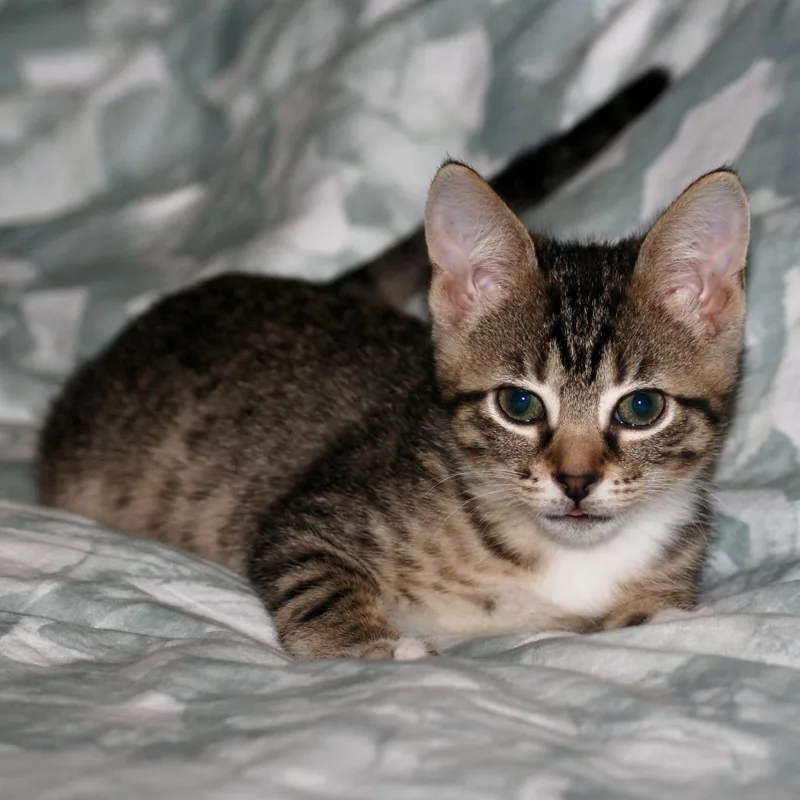 A baby small-sized female Gray / Blue / Silver Domestic Short Hair cat named Mayer for adoption in Chattanooga, TN