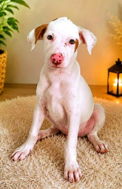 A baby small-sized male Labrador Retriever dog named Cooper for adoption in Washington, DC