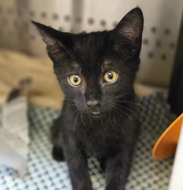 A baby medium-sized female Domestic Short Hair cat named Verbena for adoption in Dublin, CA