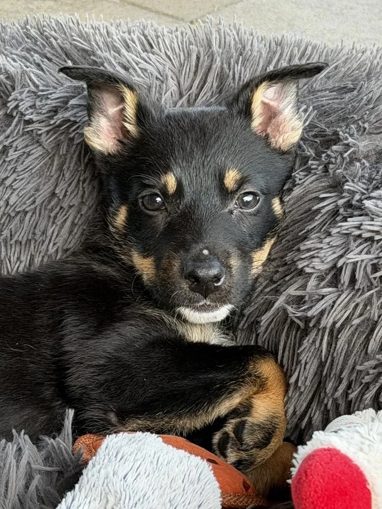 A baby medium-sized female Tricolor (Brown, Black, & White) Shepherd dog named Kiya for adoption in Pottstown, PA