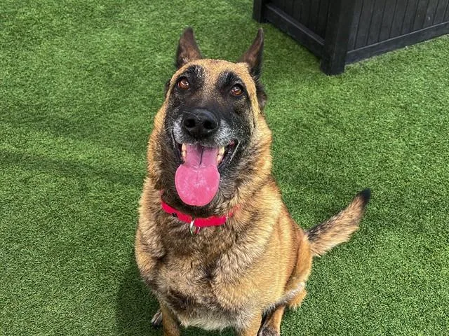 An adult large-sized female Dutch Shepherd dog named Sadie for adoption in Tustin, CA