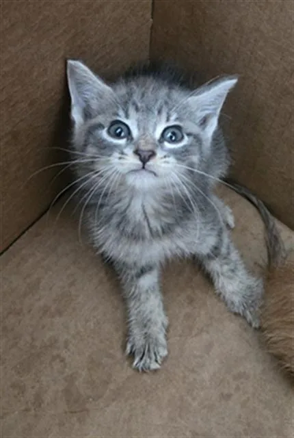 A baby medium-sized female Domestic Short Hair cat named Rain for adoption in Dallas, TX