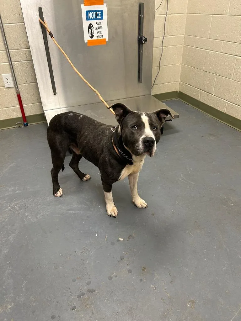 A young medium-sized male Pit Bull Terrier dog named Rylo for adoption in Winder, GA