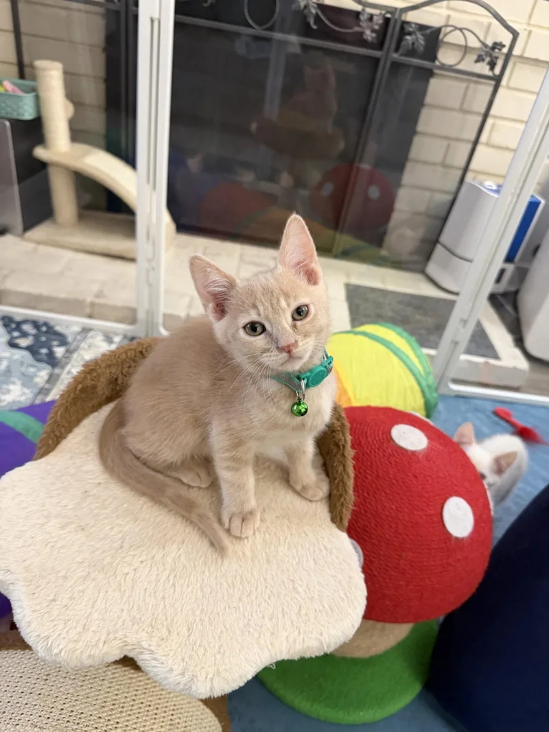 A baby medium-sized male Orange / Red Domestic Short Hair cat named Tennesse for adoption in Laguna Niguel, CA