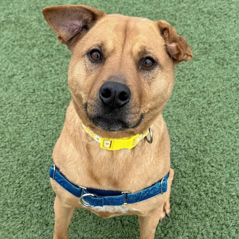 An adult medium-sized female Apricot / Beige Mixed Breed dog named Winnie for adoption in Indianapolis, IN