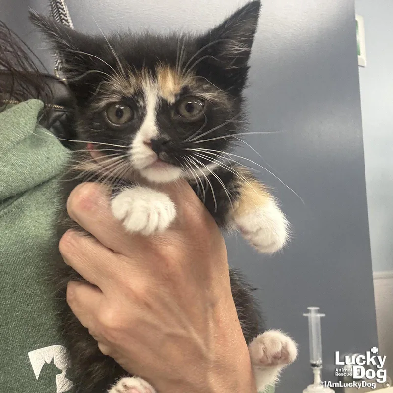 A baby medium-sized female Domestic Short Hair cat named Comet for adoption in Washington, DC