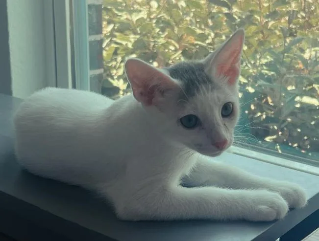 A baby medium-sized male Gray & White Domestic Short Hair cat named Bang for adoption in Richardson, TX