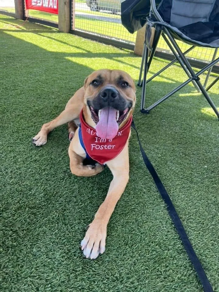 A young medium-sized male Mastiff dog named Tyson for adoption in Shawnee, OK
