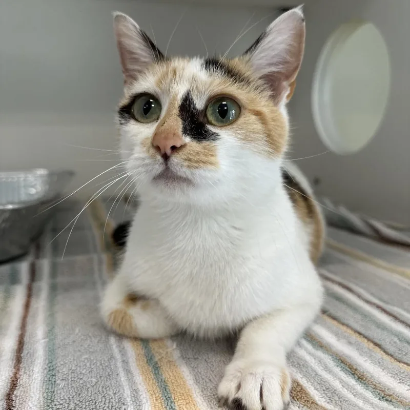 An adult medium-sized female Calico Domestic Medium Hair cat named Gretel for adoption in Greensboro, NC