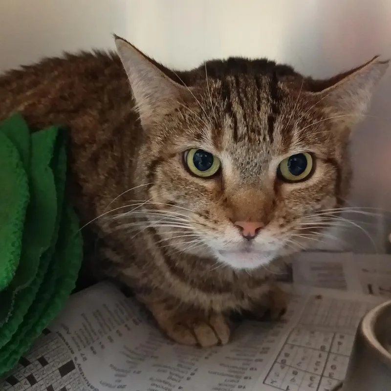 An adult small-sized female Gray / Blue / Silver Domestic Medium Hair cat named Hyde for adoption in Lake Jackson, TX