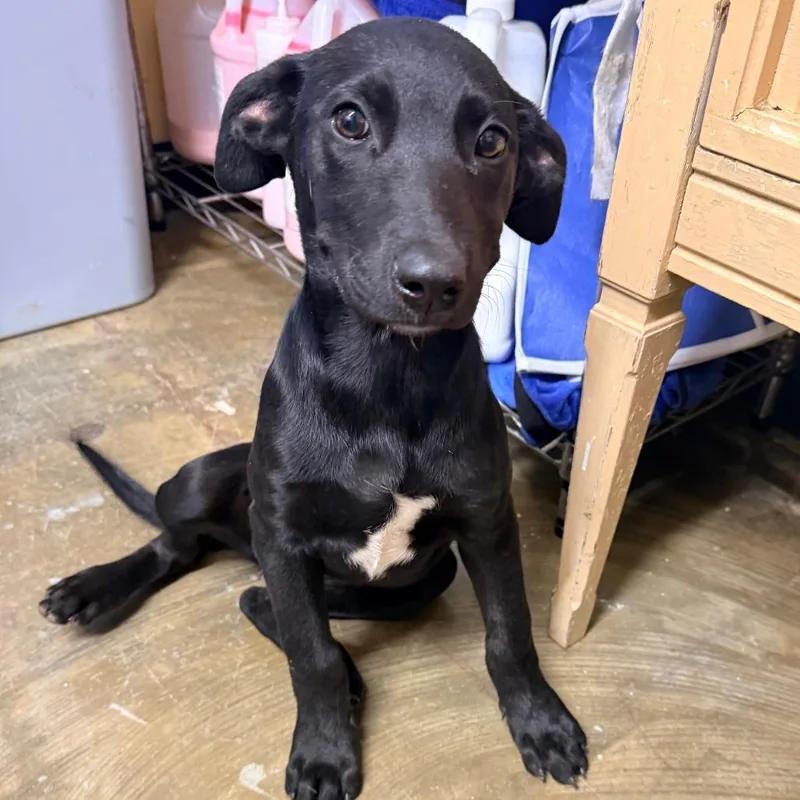 A baby small-sized female Mixed Breed dog named Fifi for adoption in Corinth, MS