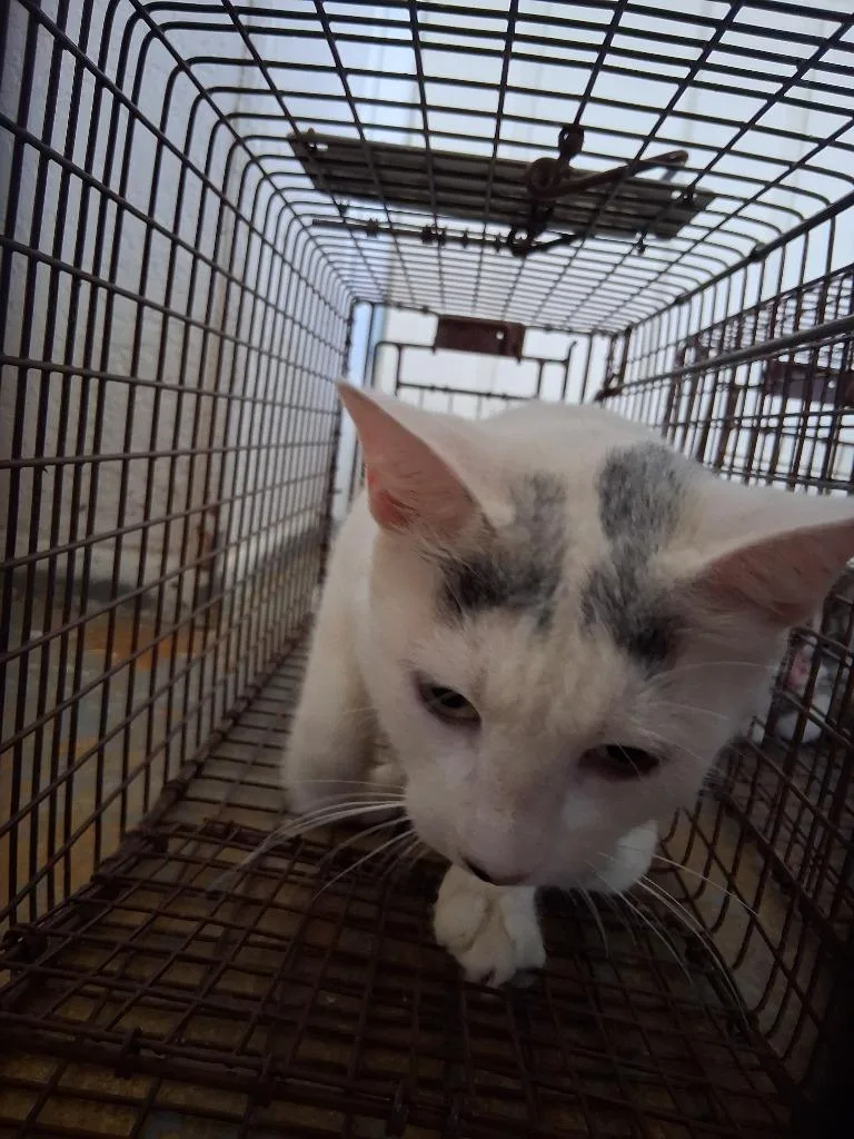 A young small-sized female Domestic Short Hair cat named Gobbler for adoption in Brownwood, TX